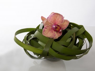 Phalaenopsis design
