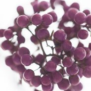 Callicarpa