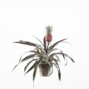 Ananas Pacifico