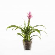 Neoregelia