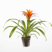 Bromelia Guzmania Orange