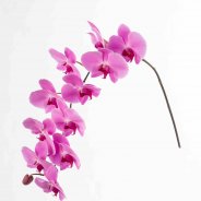 Snij-Phalaenopsis