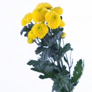 Limoncello