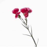Carnation