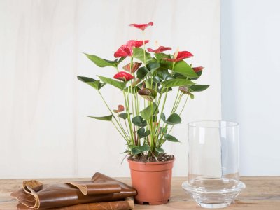 Step-by-step: Anthurium arrangement with an edgy leather look