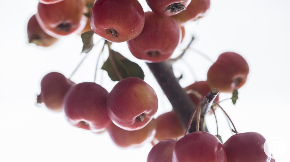 Malus Domestica close up