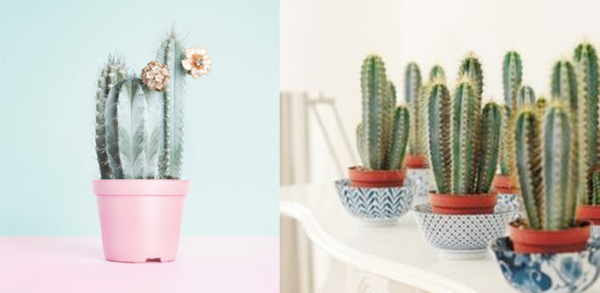 cactus2