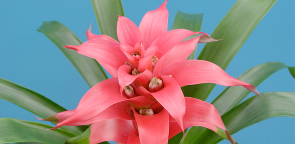 guzmania