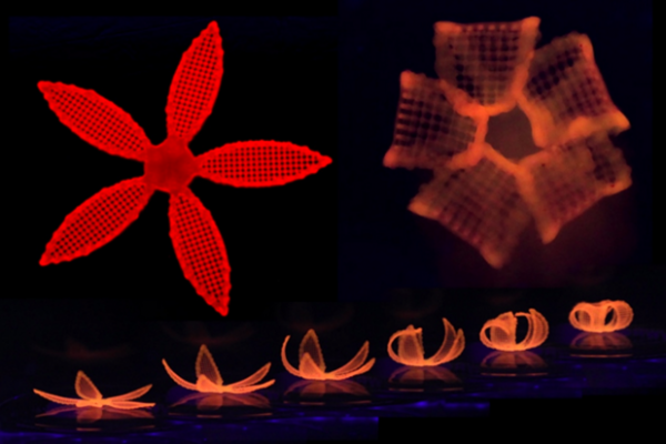 4D flowers Credits Wyss Institute at Harvard University