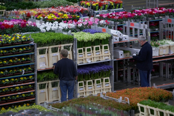 FloraHolland stapelwagens Aalsmeer