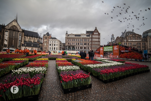 Tulpevent flowerfactor19