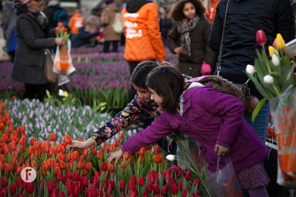 Tulpevent flowerfactor6