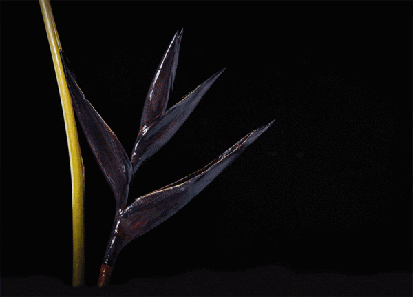 bompas parr london edition perrier jouet color changing flowers designboom 02