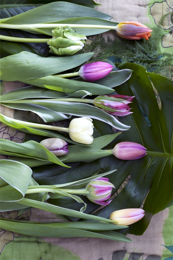 tulpen bloemenbureau web 3 