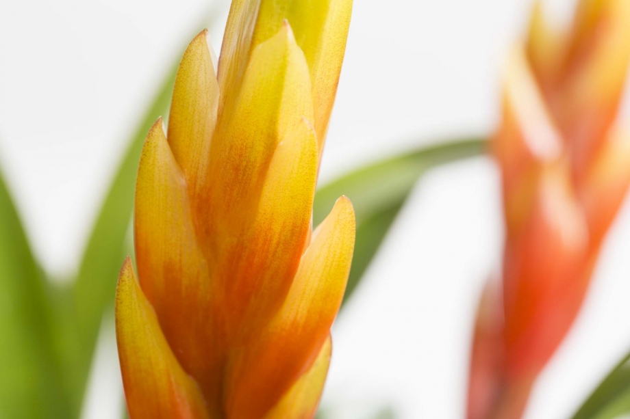 Vriesea Multiflora Milano a