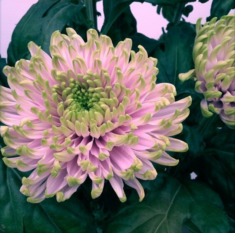 Schermafbeelding 2016 05 24 om 14.43.58