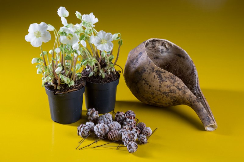 Verboom step by step design Pim van den Akker Hellebore and gourd materials