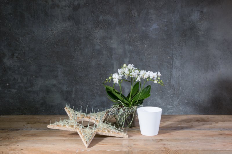 photo tutorial Wishing on a star orchid arrangement step 2