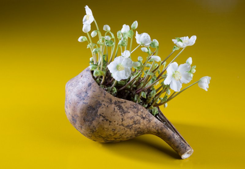 Verboom step by step design Pim van den Akker Hellebore and gourd step 2