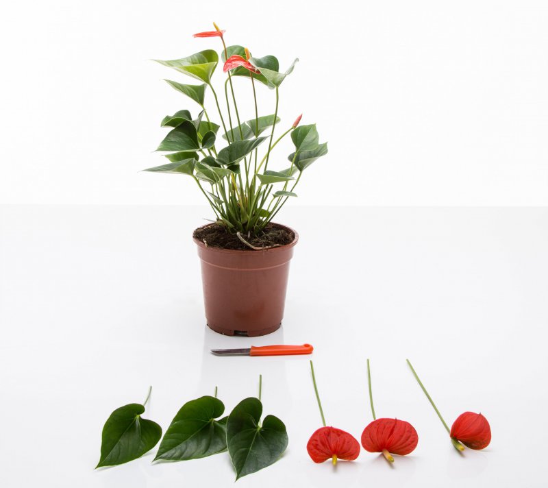 sbs Anthurium plant turns flower arrangement3