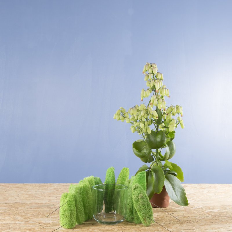 kalanchoe sbs roos 3