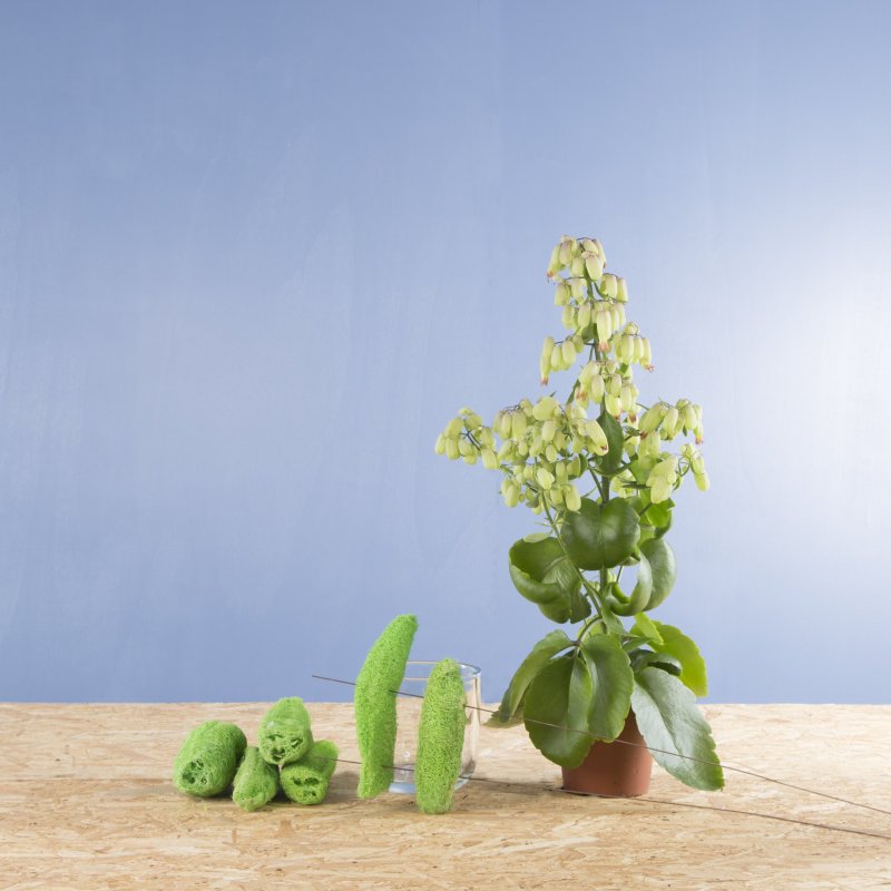 kalanchoe sbs roos 6