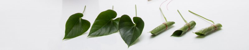 sbs Anthurium plant turns flower arrangement4