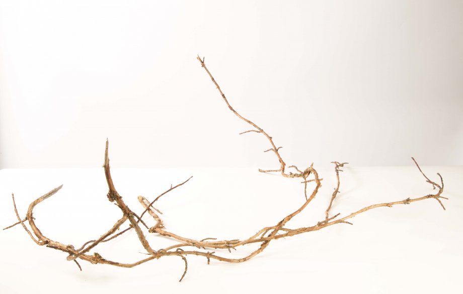 componenten Hydrangea