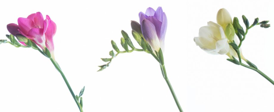 bedrijfspagina freesia