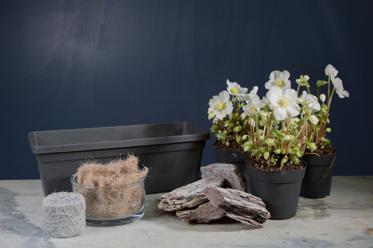 Fresh Hellebore beauties