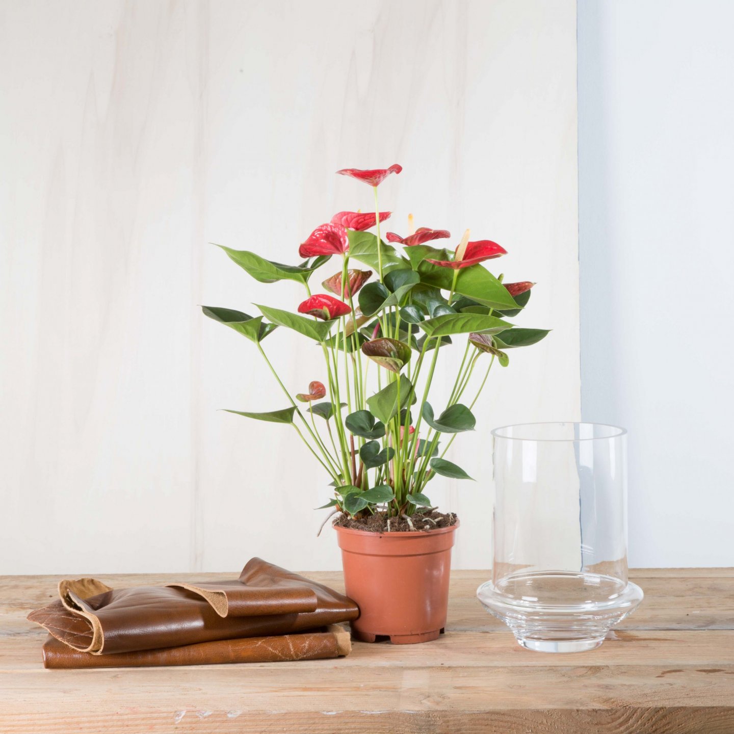 Step-by-step: Anthurium arrangement with an edgy leather look