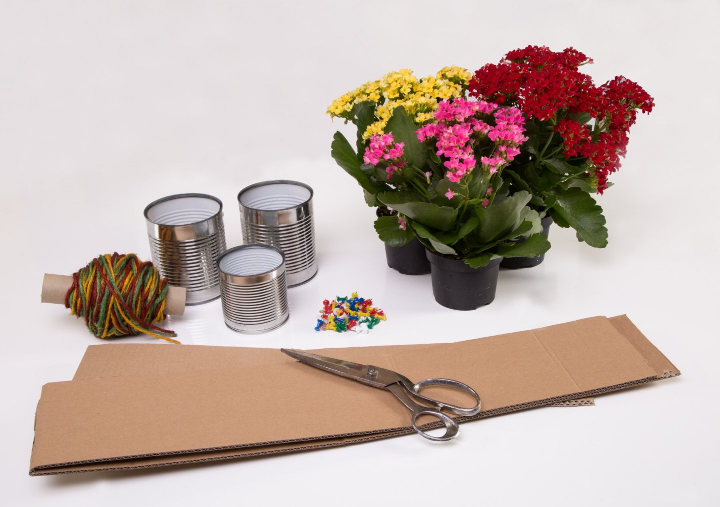 World Teachers' Day: give them sweet succulents