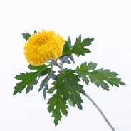Chrysanthemum 'Astroid'
