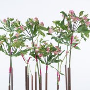 Industrial Alstroemeria design close-up