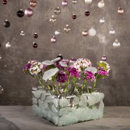 Sparkling Sparkz Breanthus Christmas arrangement