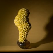 floral treasure Kennedy Cream totaal design Pim van den Akker