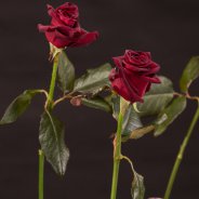 Black Baccara roses for Christmas