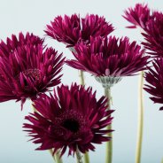 Deep purple Mi Punki Isra