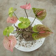 Artistic Anthurium arrangement - top view