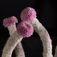 Fun Vanya Pink Chrysanthemums from Zentoo - design by Pim van den Akker