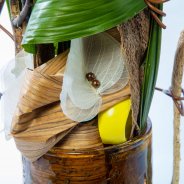 #FreestyleFreesia: Aafke Wikkerink