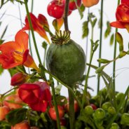 #FreestyleFreesia: Ineke Adrichem