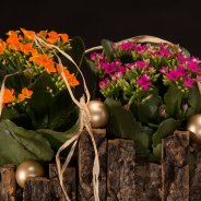 Christmas with Kalanchoë