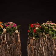 Christmas with Kalanchoë