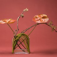 Anthurium design with the variety 'Terrasol'