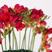 Classic and innovative vase design with red Freesia close-up