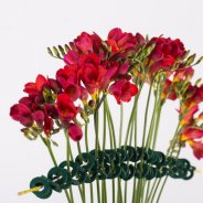 Classic and innovative vase design with red Freesia in a frame