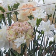 Trendy Dianthus centrepiece - detail