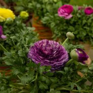Ranunculus Vortex - detail