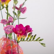 Floral Birthday gift with Freesia close-up